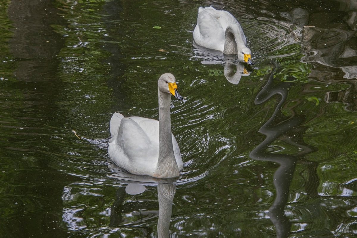 swans, waterbirds, swimming, reflection, feathers, birds, water, wings, animals, ornithology, wildlife, landscape, water surface, nature, calm, creatures, summer, ecology, wild, still water