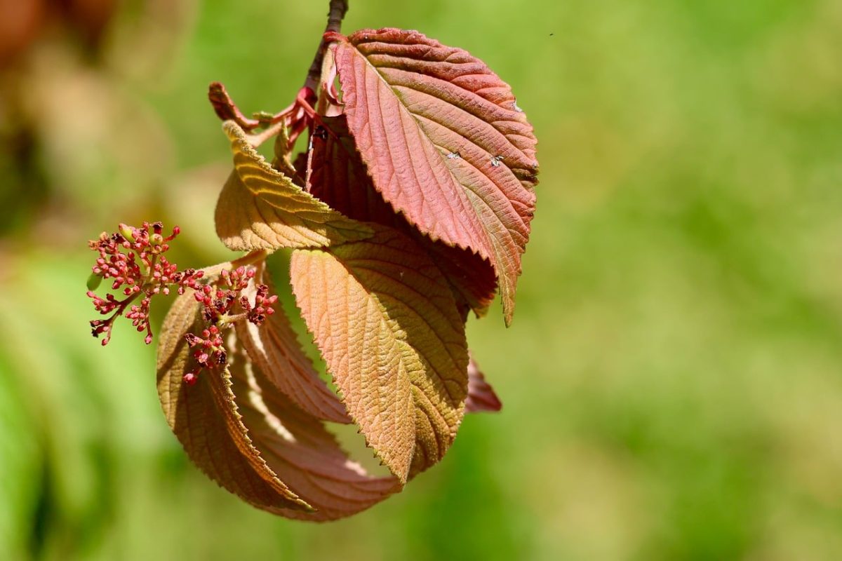 leaf, autumn, nature, botany, macro, details, natural texture, green background, leaf veins, beautiful, blur, seasonal, pink, life, fresh, ridge, outdoor, magical, art, balance, environment
