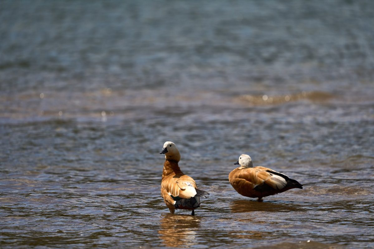 duck, water, pond, bird, nature, wildlife, bathing, habitat, drake, duck breeding, horizontal, reservoir, wetland, calm, relaxation, animal watching, beautiful scenery, lake, reflection
