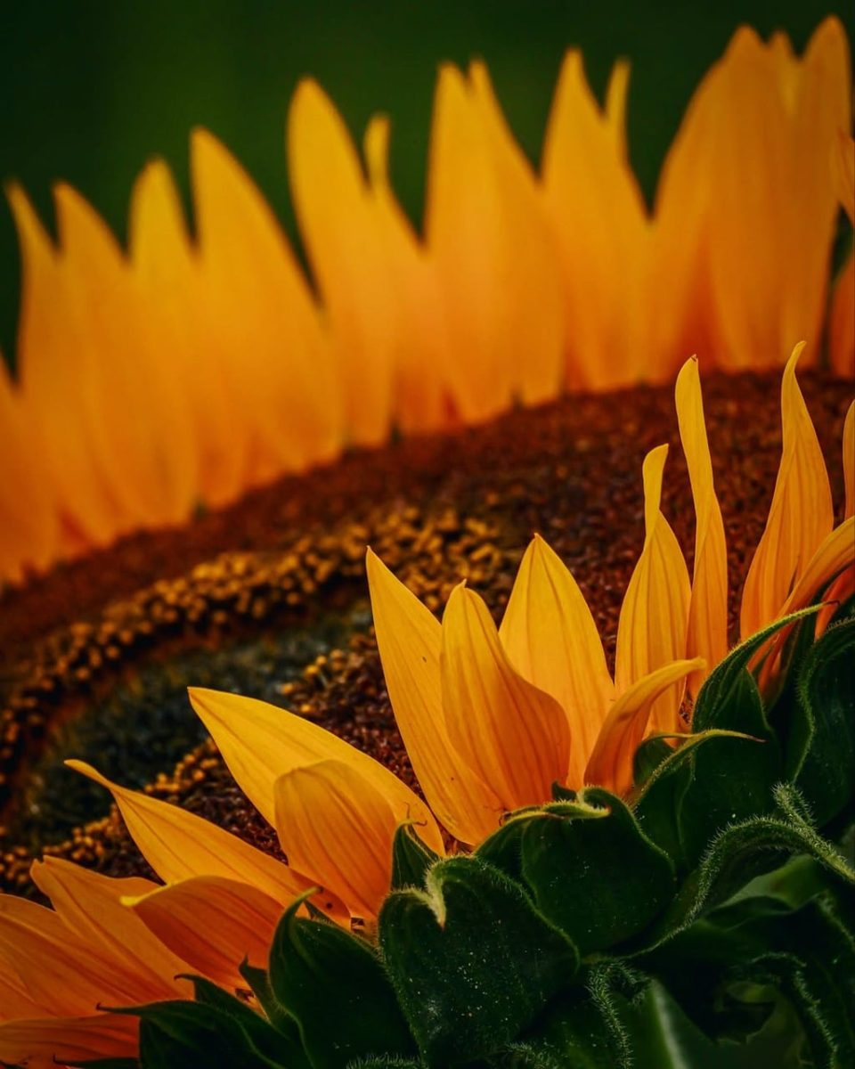 sunflower, beautiful flowers, flower, flower wallpaper, yellow, nature, macro, bloom, pattern, detail, organic, creative, texture, flower background, vibrant, sunlight, beauty, artistic, abstract, close-up, warm tones, care, plant