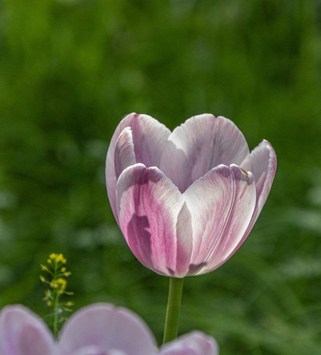tulip, pink, flower, garden, bloom, petal, flora, nature, green, close-up, natural beauty, foliage, growing, outdoor, botany, decorative, pastel, floral decoration