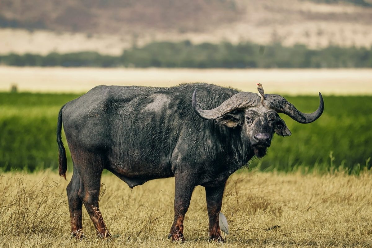 buffalo, nature, africa, tanzania, safari, animal, mammal, wilderness, bird, ecosystem, insects, photographer's intent, wild animals, savannah, ecology, nature reserve, open nature, hot climate, african fauna