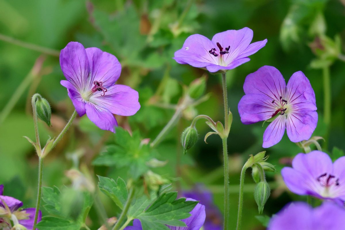 geranium, purple flowers, garden flowers, nature, wildflowers, summer flowers, flower beds, green leaves, field flowers, rural, plant habitat, flower photography, flowering plants, horticulture, botany, flowering meadow, natural beauty, lifestyle