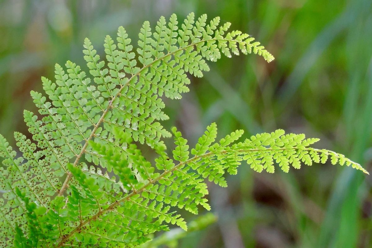 fern, leaf pattern, botany, nature, green, tropical, foliage, texture, natural pattern, details, veining, vital, symmetry, macro photography, fresh, detailed, flexible, habitat, remarkable
