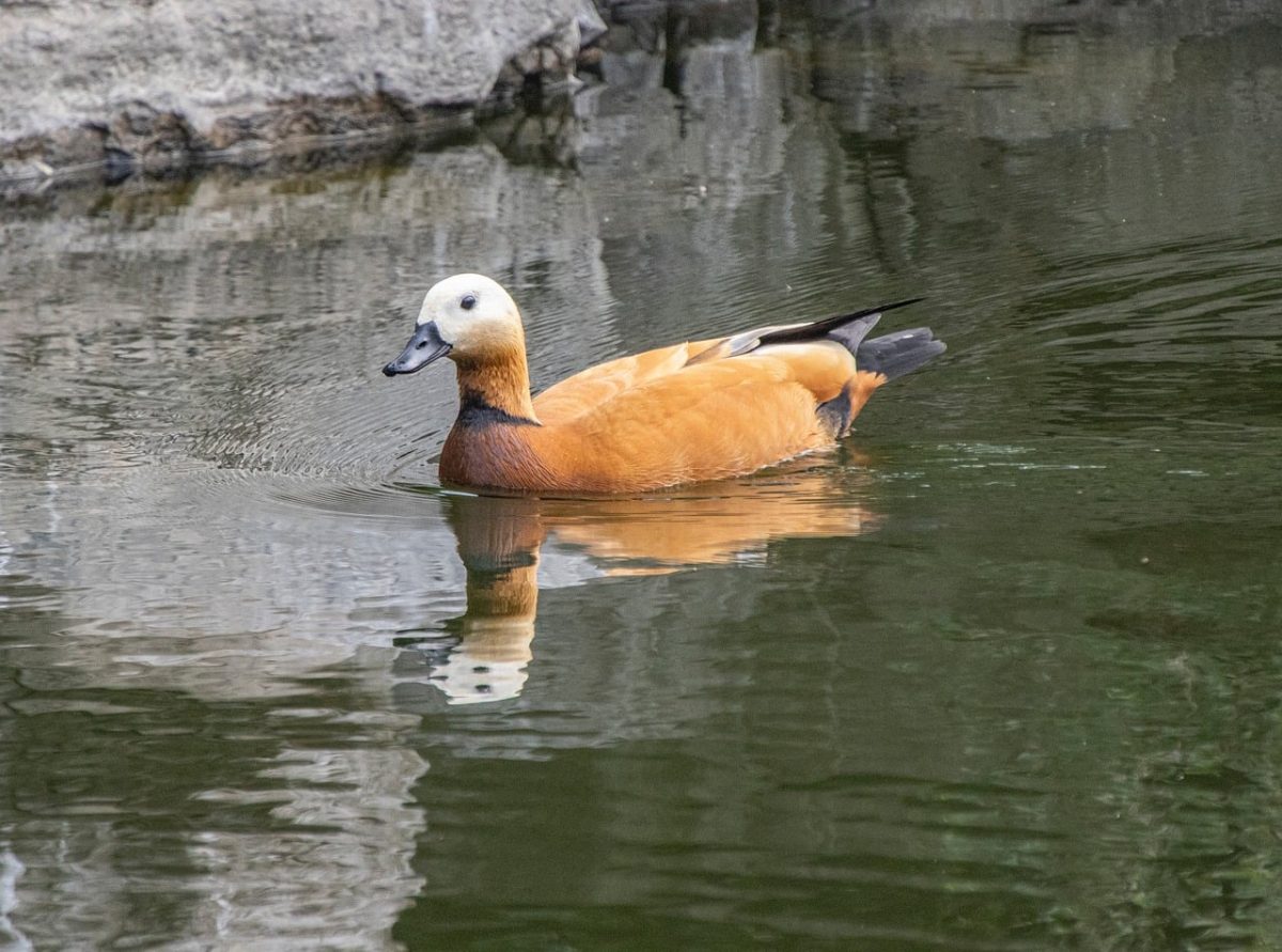 shelduck, waterfowl, wildlife, feathers, ornithology, birdwatching, plumage, water, pond, skin, neck, tail, wild, reflection, lake, wild birds, water surface, recreational, nature, ruddy shelduck