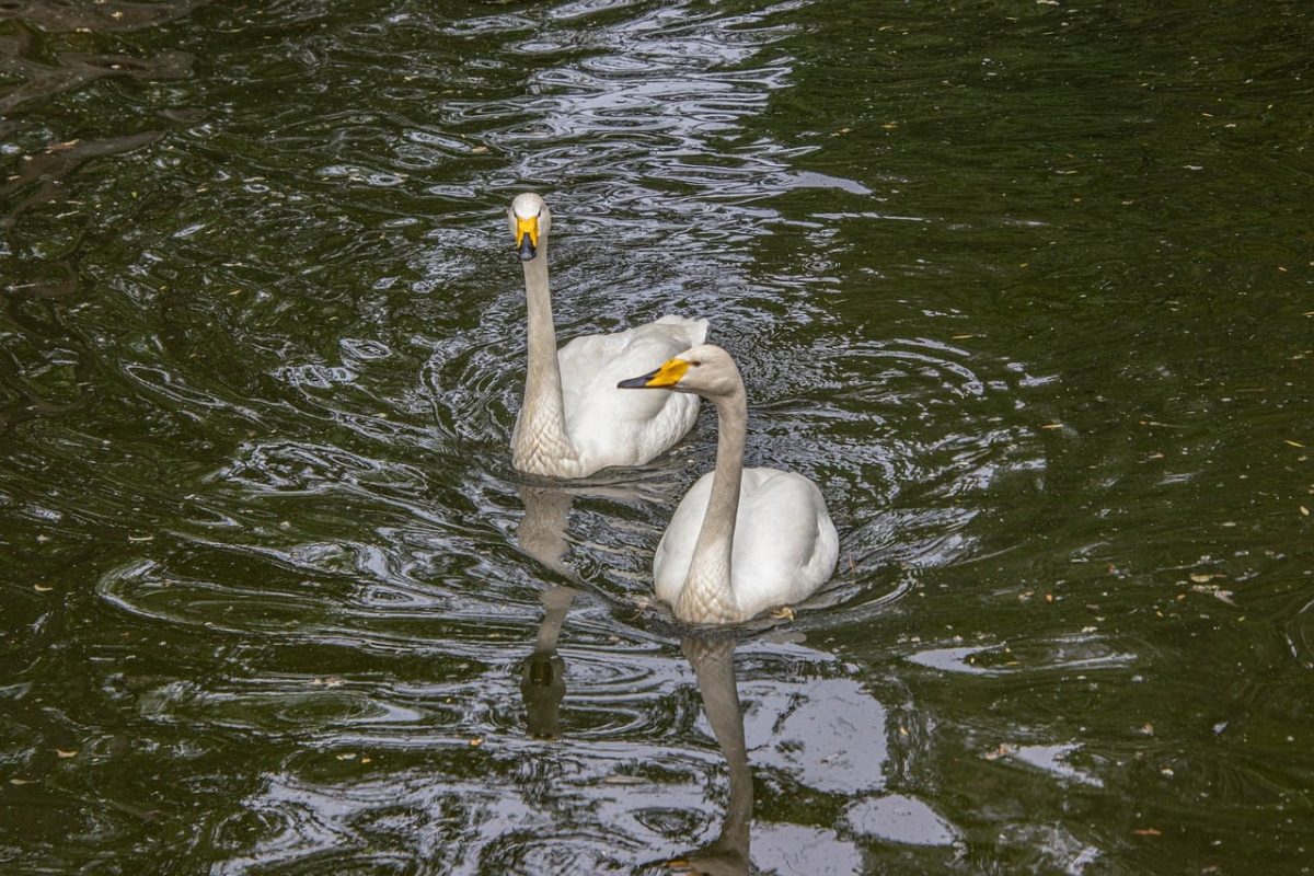 swans, white swans, birds, waterbirds, plumage, feathers, water, ornithology, avian, fauna, birdwatching, natural habitat, paddling, reflection, pond, calm, floating, wildlife, landscape