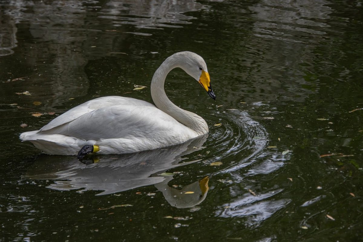 white swan, bird, waterfowl, feathers, swimming, beak, reflection, ornithology, calm, water surface, harmonious, environment, calm water, wildlife, pure, natural beauty, peaceful place, aquatic animal, lake, water ecosystem