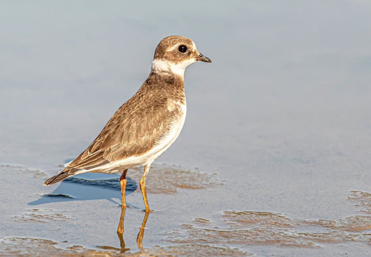 ringed plover, bird, wildlife, beach, nature, shore, small bird, reflection, feather, beak, water, reflected image, coast, grey color, shallow water, mud, close-up, chromatic adaptation, black stripe