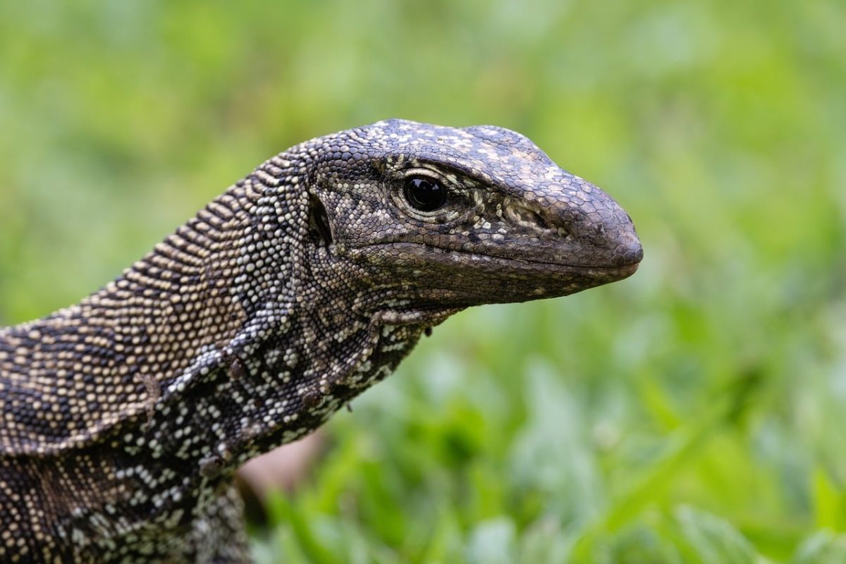 lizard, back, head, eye, reptile, grass, nature, wild, natural, green, herpetology, animal, light, smooth, blurred, rest, edge, camouflage, scaly, detail