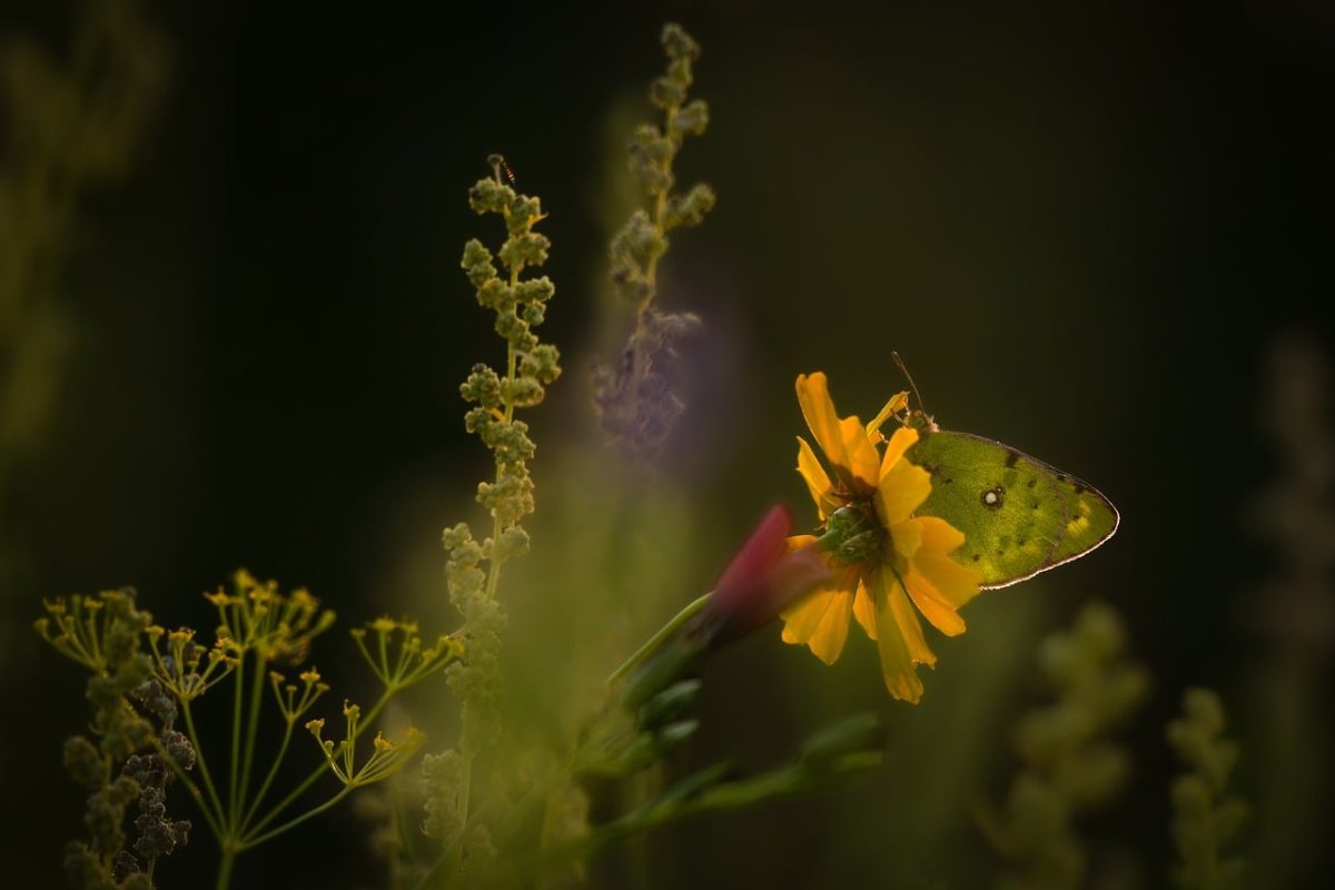 butterfly, nature, flower, field, insect, sunflower, wildflowers, sun, blurred, macro, garden, silhouette, sunset, summery, green, lighting, flight, rich, yellow color, detail, beautiful photo