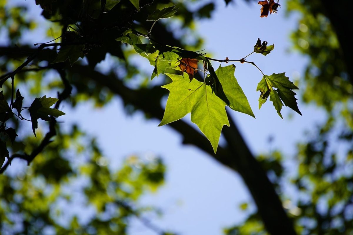 tree, leaf, nature, flying leaf, spring, summer, sunlit, autumn, green, twig, stem, bright, silhouette, natural background, radiant, outdoor, nature imagery, background, magnified