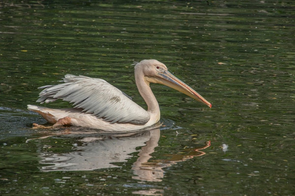 pelican, bird, waterbird, beak, feathers, plumage, wings, light brown, dark water, swimming, water surface, wildlife, animal, ornithology, wild, nature, aquatic environment, natural habitat, tranquility, water hue