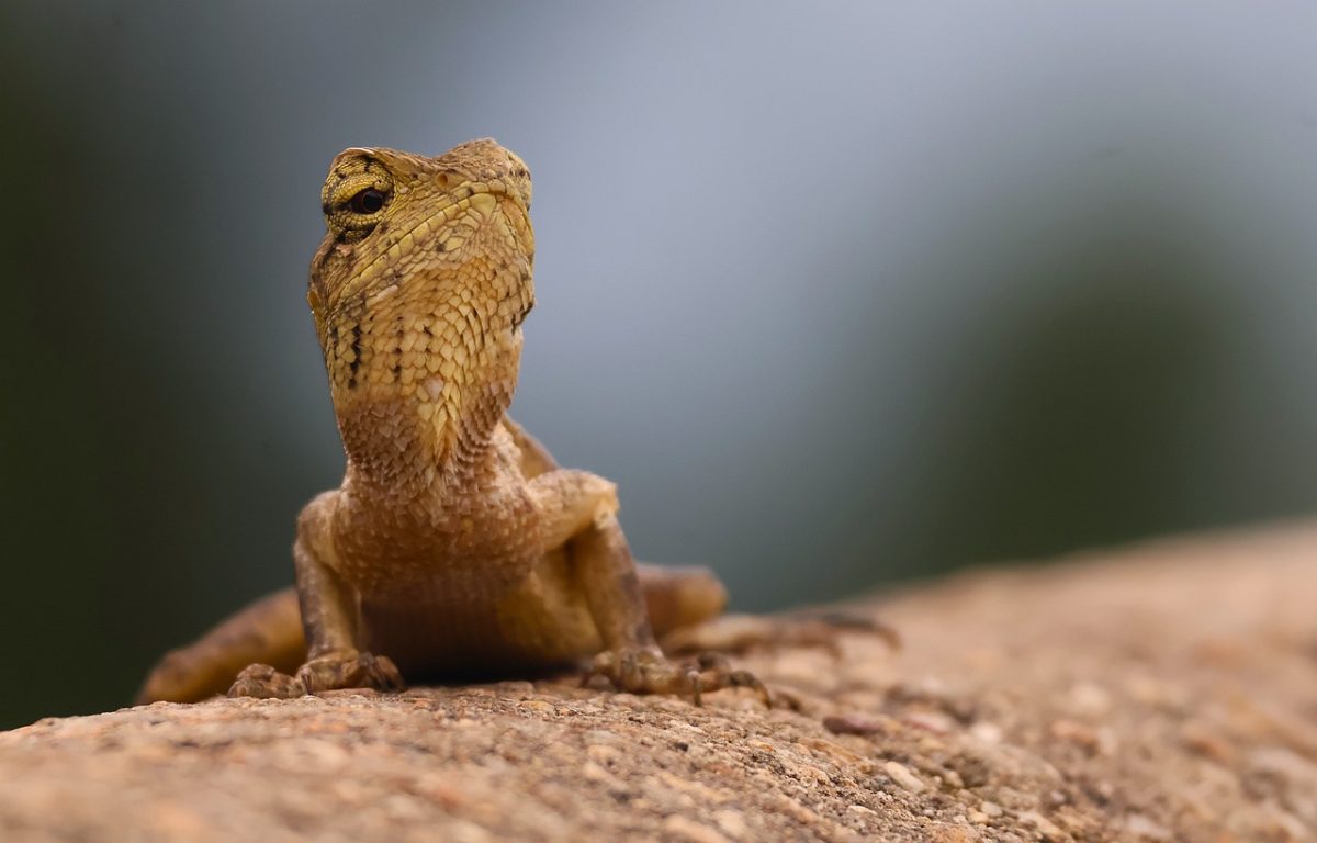garden lizard, oriental garden lizard, changeable lizard, reptile, crawling, scales, from nature, wildlife, lizard-like, brown earth, natural habitat, observation, sandy color, wild animal, bioecology, animal detail, animal trail, attention