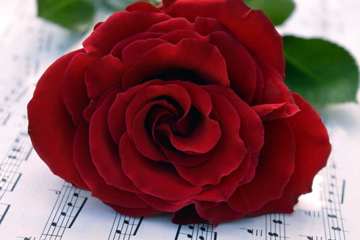 red rose, sheet music, romance, flower background, nature, valentine's day, elegance, love song, music, happy birthday, flower, bouquet, melody, flower wallpaper, romantic gesture, art, symbolism, musical symbolism, mood, decoration, beautiful flowers, red flower, musical notation, notes