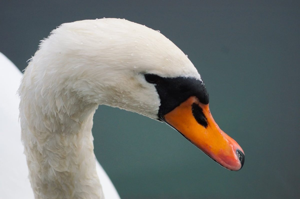 swan, bird, white, head, beak, beauty, water, nature, neck, wild, portrait, river, beautiful, animal, color, feather, favorite, grace, lake, swimming