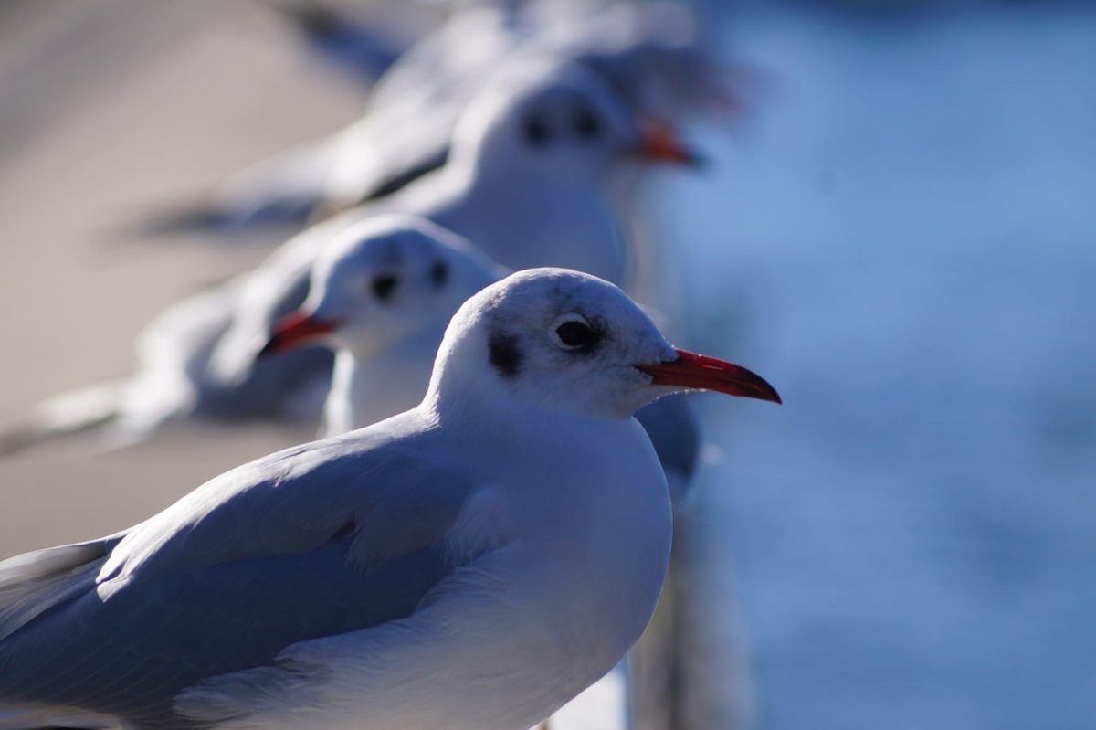 black-headed gull, flyby, water, nature, bird, gull, railing, friends, front, blue, feathers, wildlife, seabird, close, nesting, sun, group, red beak, calm, beak, focus