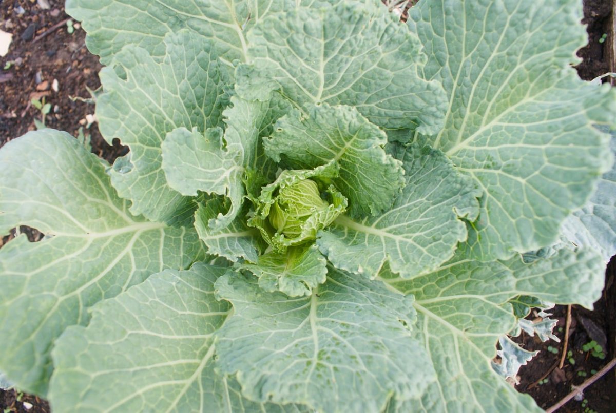 cabbage, vegetable, garden, agriculture, leaves, green, vegetable garden, organic, fresh, green color, horticulture, cultivation, food, natural exposure, macro, outdoor, from above, nature, midway, detail, curly