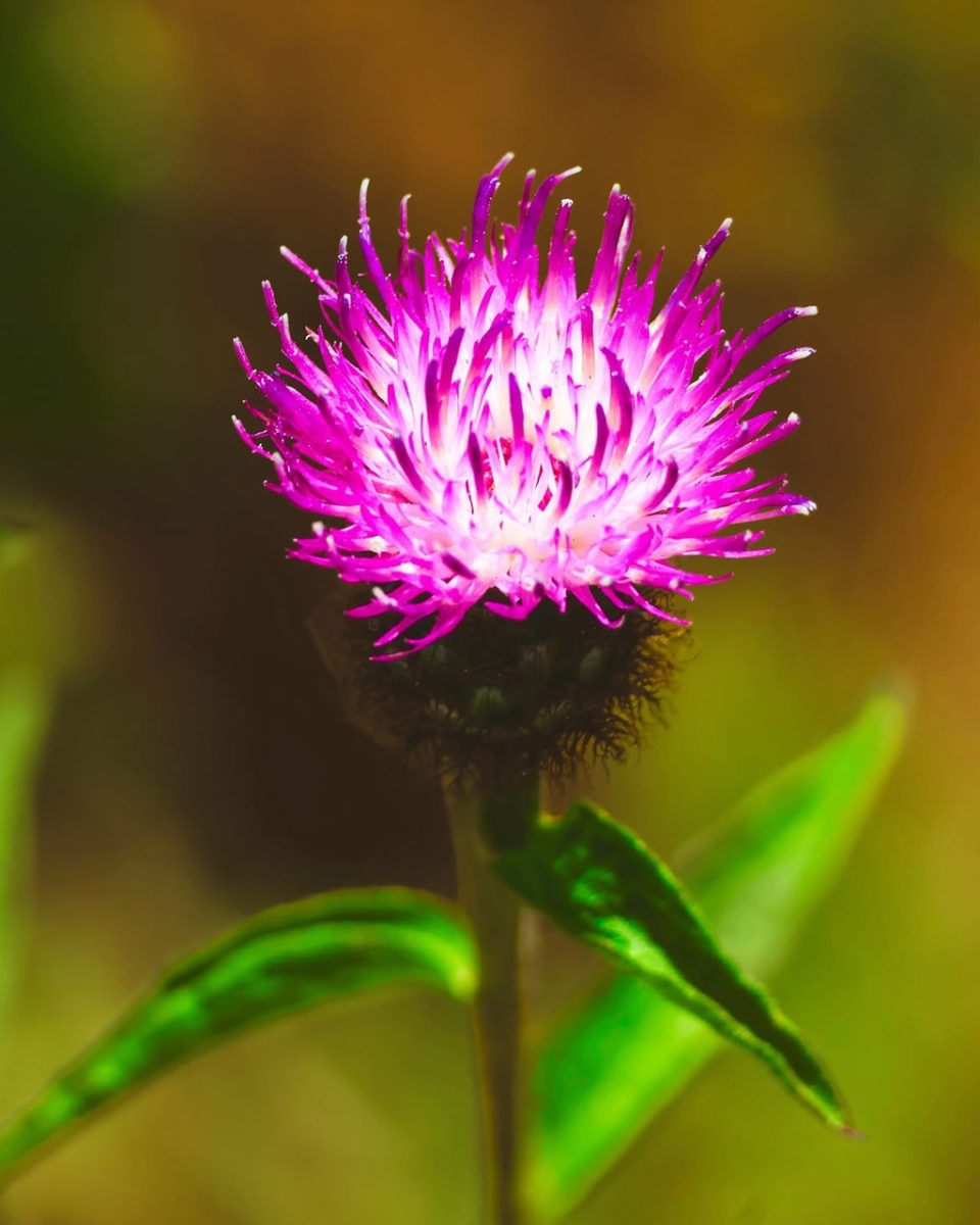 thistle, purple, flower, beautiful flowers, macro, natural, nature, leaves, bloom, flowering plant, flower wallpaper, vibrant, flower head, stem, petals, lively, flower background, outdoor, pollen, sharp, wild plant, green color, close-up