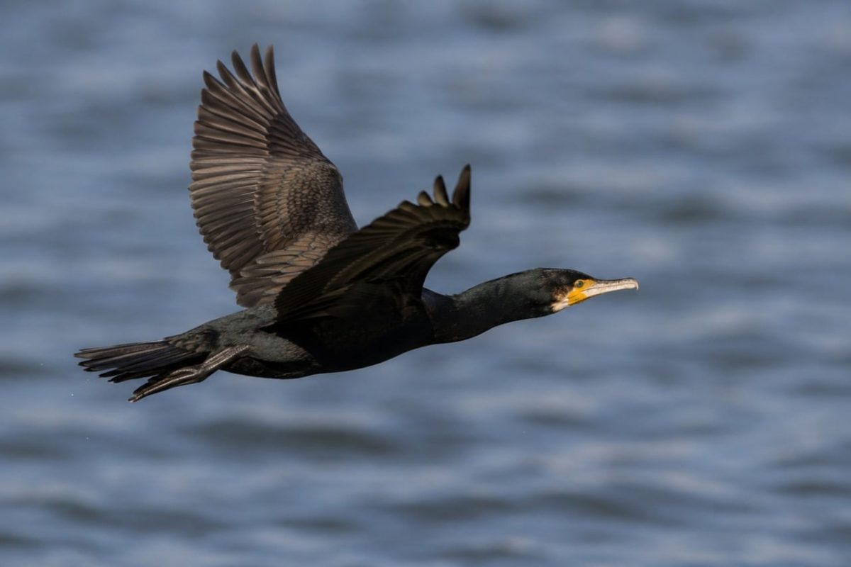 cormorant, bird, flying, water bird, flight, in flight, wingspan, nature, wildlife, animal, landscape, natural environment, ecology, nature and wildlife, wild, sky, black bird, black, water, profile