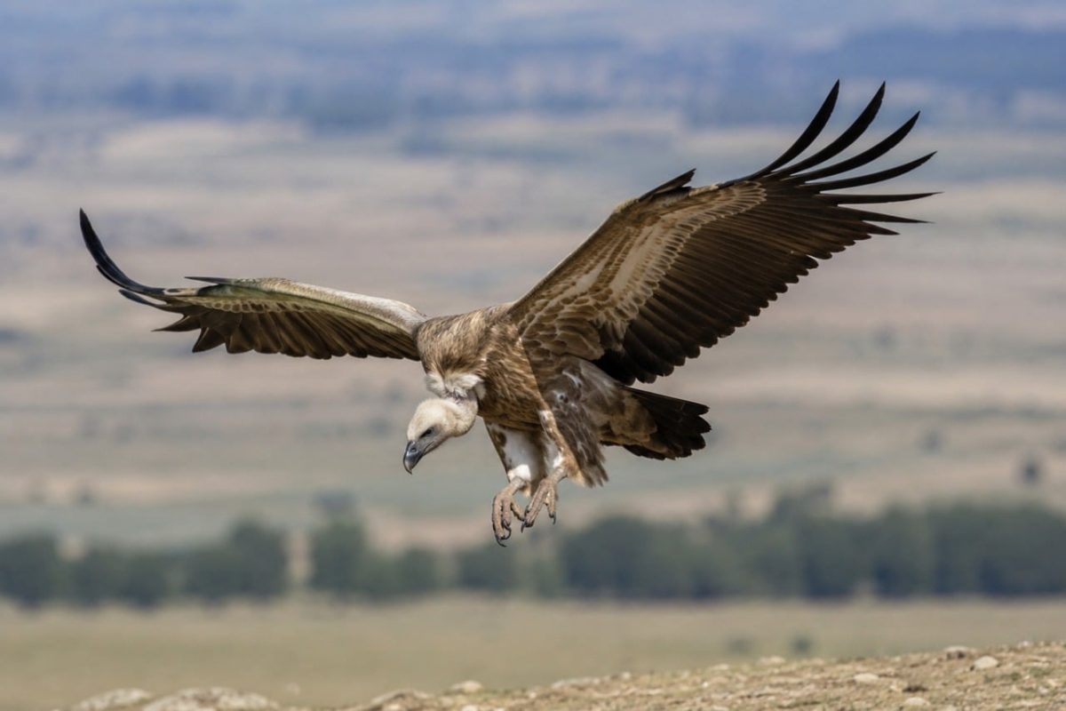 raptor, vulture, flight, nature, blue sky, landscape, winged, bird in flight, ecology, wing, feathers, biology, avian life, conservation, predator, protection, such beast, tactics