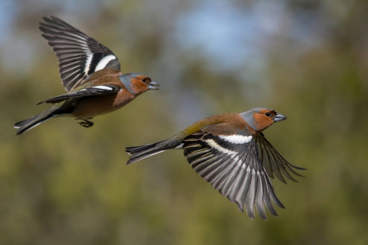 birds, flight, chaffinch, nature, wild, wings, natural habitat, bird in flight, migration season, foraging, sunny, blue sky, birds in motion, animal photography, beautiful nature, bird flight, april, songbird