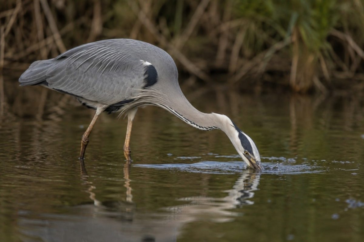 heron, free wallpaper, 4k wallpaper, bird, laptop wallpaper, beautiful wallpaper, wallpaper hd, nature, water, fishing, reflection, wildlife, predator, mac wallpaper, beak, free background, cool backgrounds, swamp, standing, desktop backgrounds, 4k wallpaper 1920x1080, background, windows wallpaper, winter, wings, hd wallpaper, photography, calm, wallpaper 4k, bill, full hd wallpaper, individual, grey