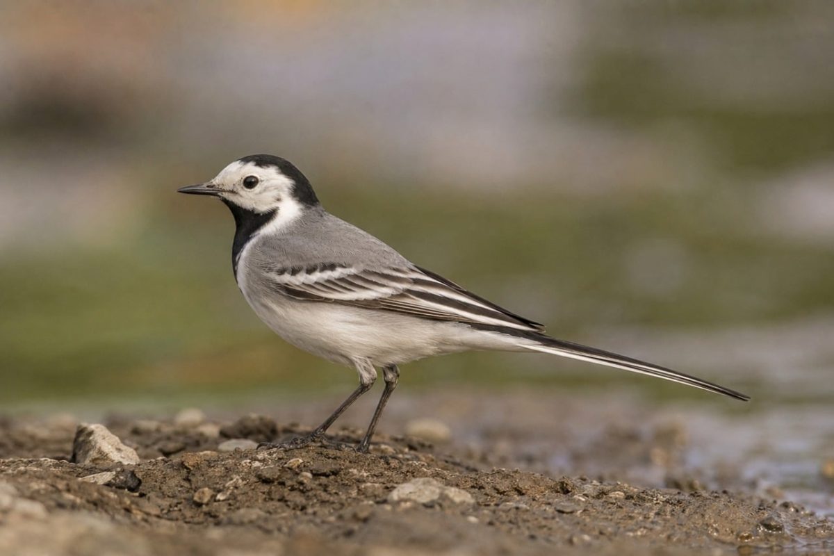 wagtail, bird, black neck, light gray, feather, nature, environment, wildlife, wading bird, long tail, aquatic environment, beauty of nature, posing, soil, yellow wings, flying bird, alive, female