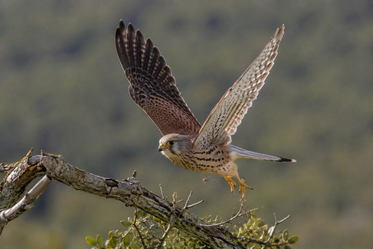 falcon, bird, predator, flying, animal, wings, hunting, freedom, wild, bird of prey, nature, forest, carnivore, sky, flight, wilderness, ecosystem, natural, glider