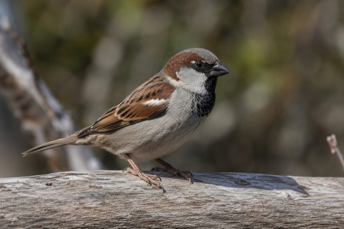 sparrow, bird, insect diet, house sparrow, insect food, nature, wild, feather, nesting, bird in nature, foraging, male, grey plumage, streaks, back, small bird, perching, ecology, wooden branch, ornithology