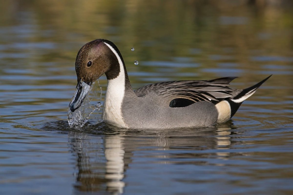duck, waterbird, male, northern, water droplet, pintail, ocean, wild, nature, reflection, in the wild, brown, natural scene, winged, swimming, water surface, natural habitat, breeding, animal, avian, water scene