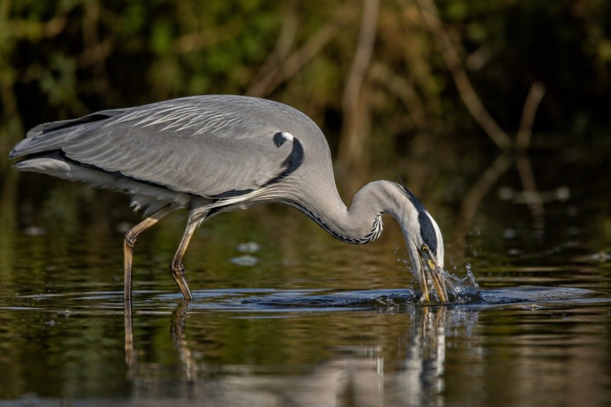heron, beak, hunting, water, fishing, animal, nature