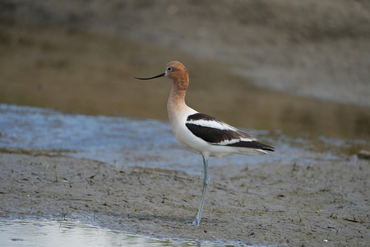 bird, marshland, water, avocet, free background, mud, nature, beautiful wallpaper, cool backgrounds, bark, background, windows wallpaper, single, 4k wallpaper 1920x1080, wildlife, water bird, environment, bird beak, 4k wallpaper, simple, mac wallpaper, calm, desktop backgrounds, wallpaper hd, wallpaper 4k, free wallpaper, landscape, hd wallpaper, full hd wallpaper, common, laptop wallpaper, fauna, solo, summer