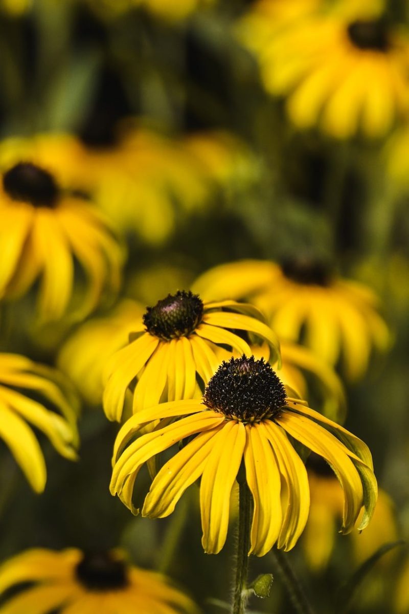 flowers, black-eyed susan, garden, summer, beautiful flowers, yellow, nature, cone, blurred background, detail, bright, floral, radiant, flower wallpaper, flower background, natural, relaxed, summer flower, garden plant, macro capability, geometry