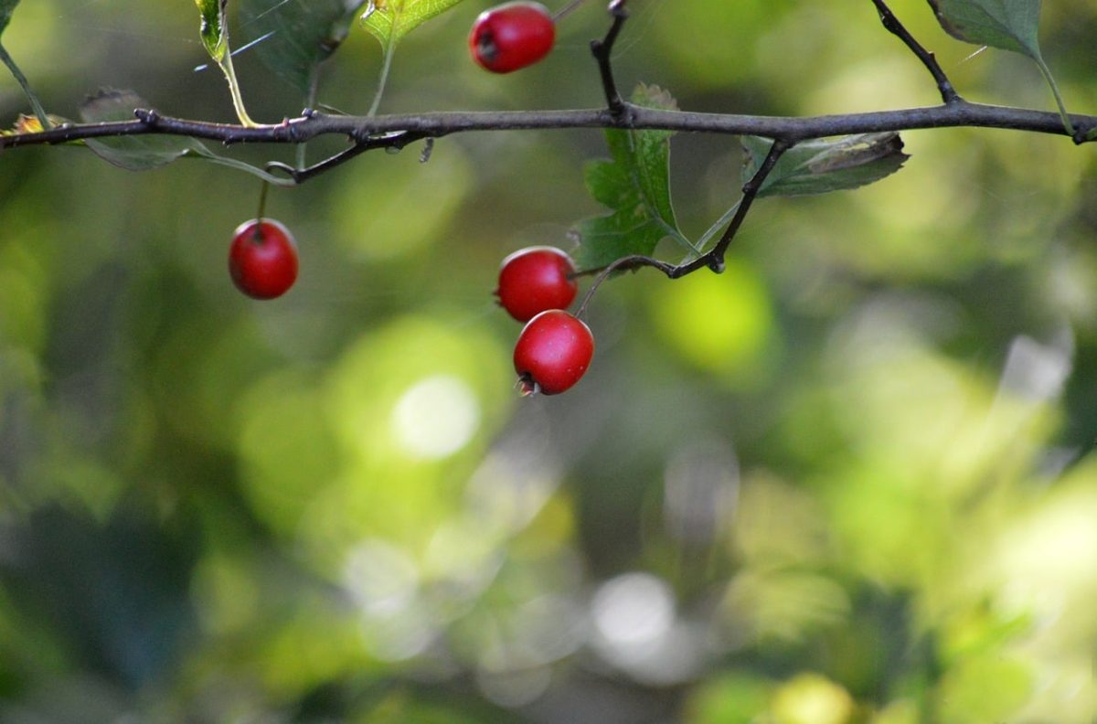 hawthorn, red berries, twig, ripe, blur, green leaves, stem, medicinal plant, autumn, natural remedy, season, thorn, botany, wild tree, nature, healing properties, herbal treatment, ecosystem, vegetation, landscape
