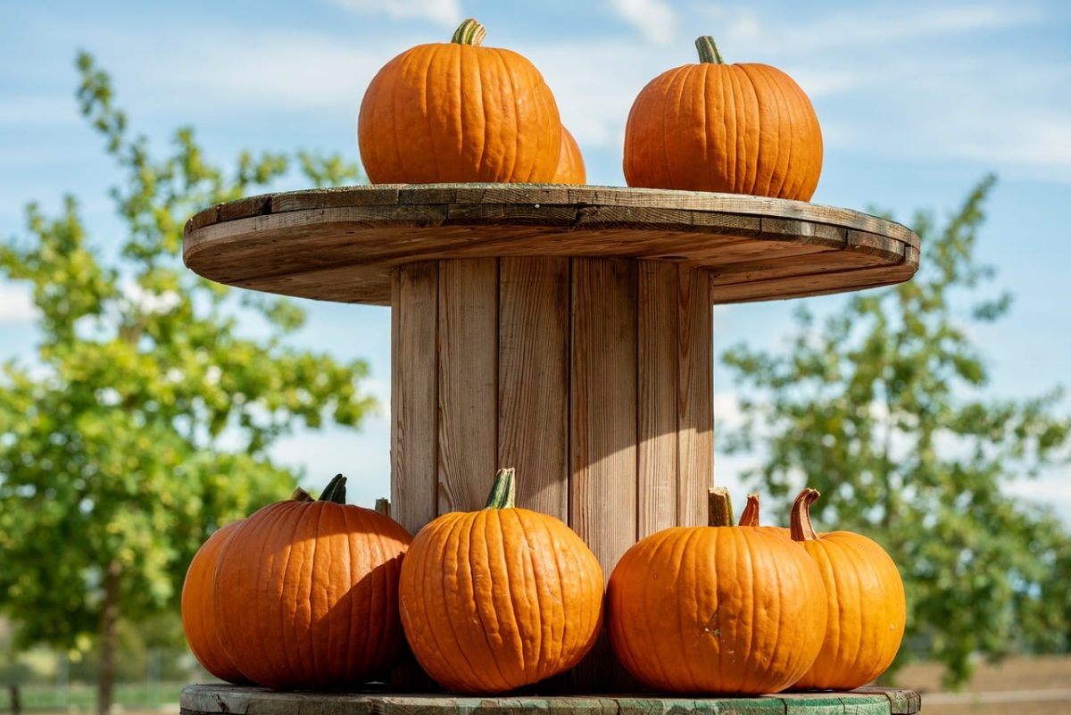 pumpkin, autumn, halloween, harvest, nature, agriculture, orange, rural, table, sky, pilot, refreshment, computer, shelf, vitality, splitter, middle, arithmetic, layout