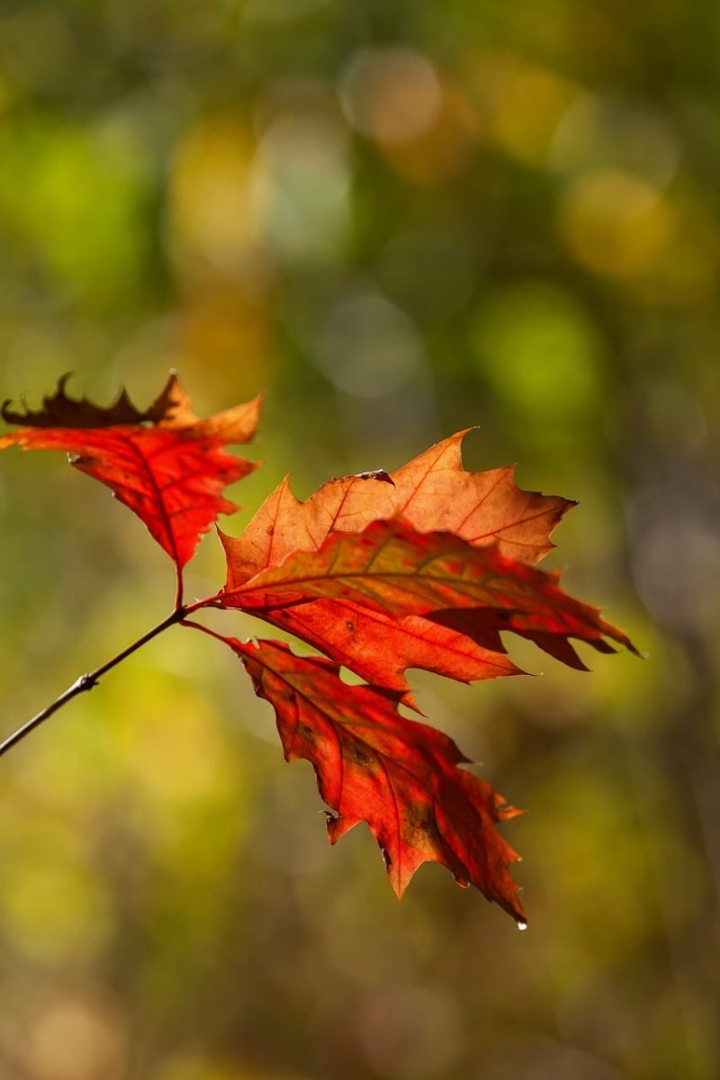 autumn, leaves, red, green, bokeh, nature, autumn colors, falling leaves, branch, detail, season, beauty, background, natural light, outdoor, vibrant colors, vibrant, macro, solitary, tranquility