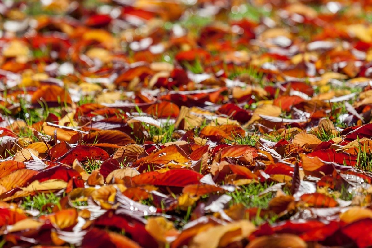 autumn, leaves, green grass, autumn colorful leaves, orange color, nature, autumn atmosphere, red color, leaf texture, hypnotic scene, vibrant, detail, falling leaves, color palette, outdoor environment, yellow color, horizontal line, countryside scene, fallen leaves