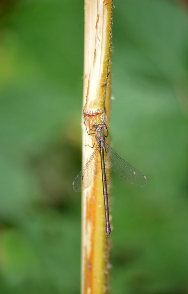 dragonfly, nature, insect, macro, close-up, rest, plant stem, natural habitat, wings, fragility, summer, vitality, microscopic view, delicacy, calmness, mystery, balance, green color, silence, filigree