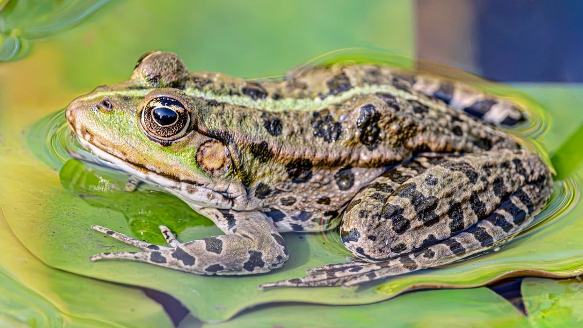 frog, water frog, amphibian, hd wallpaper, nature, wildlife, green, spots, desktop backgrounds, sitting, nature background, resting, beautiful wallpaper, lily, full hd wallpaper, leaf, free wallpaper, aquatic, close-up, mac wallpaper, macro, beautiful nature, background, wallpaper hd, 4k wallpaper, wallpaper 4k, nature wallpaper, wallpaper, windows wallpaper, zoology, cool backgrounds, 4k wallpaper 1920x1080, habitat, outdoor, free background, wetland, laptop wallpaper, details