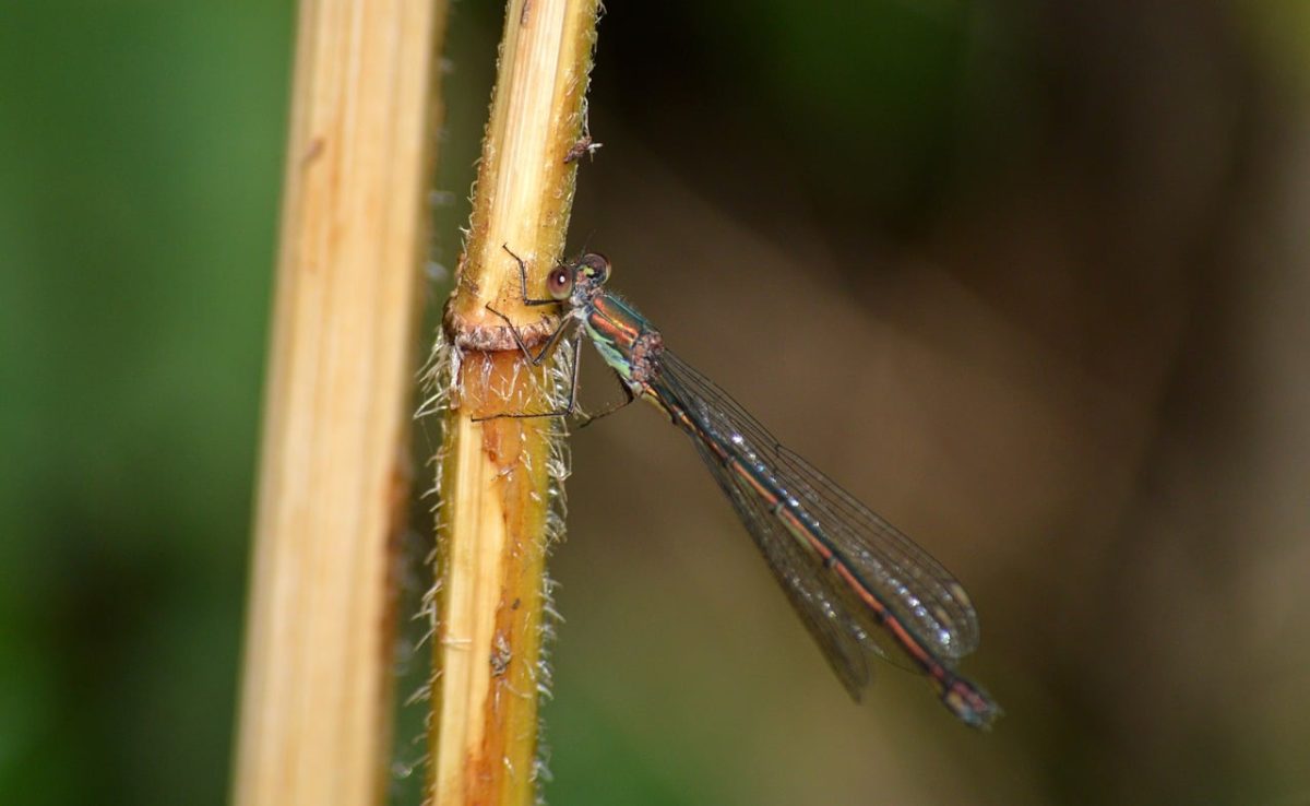damselfly, insect, nature, close-up, flying insect, delicate wings, natural habitat, plant stem, animal, reeds, willow emerald damselfly, slender body, environment, leaf, background, woodland, open space, dry stems, lightness, zebra