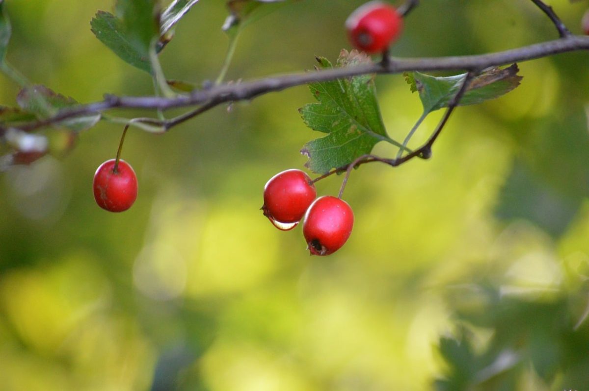 hawthorn, red fruit, leaves, raindrops, nature, decorative shrub, medicinal plant, water droplets, blurred bokeh, autumn, natural remedy, green background, wild bush, pink fruit, rural landscape, wild nature, natural beauty, botanical garden, thorns, growing outdoors