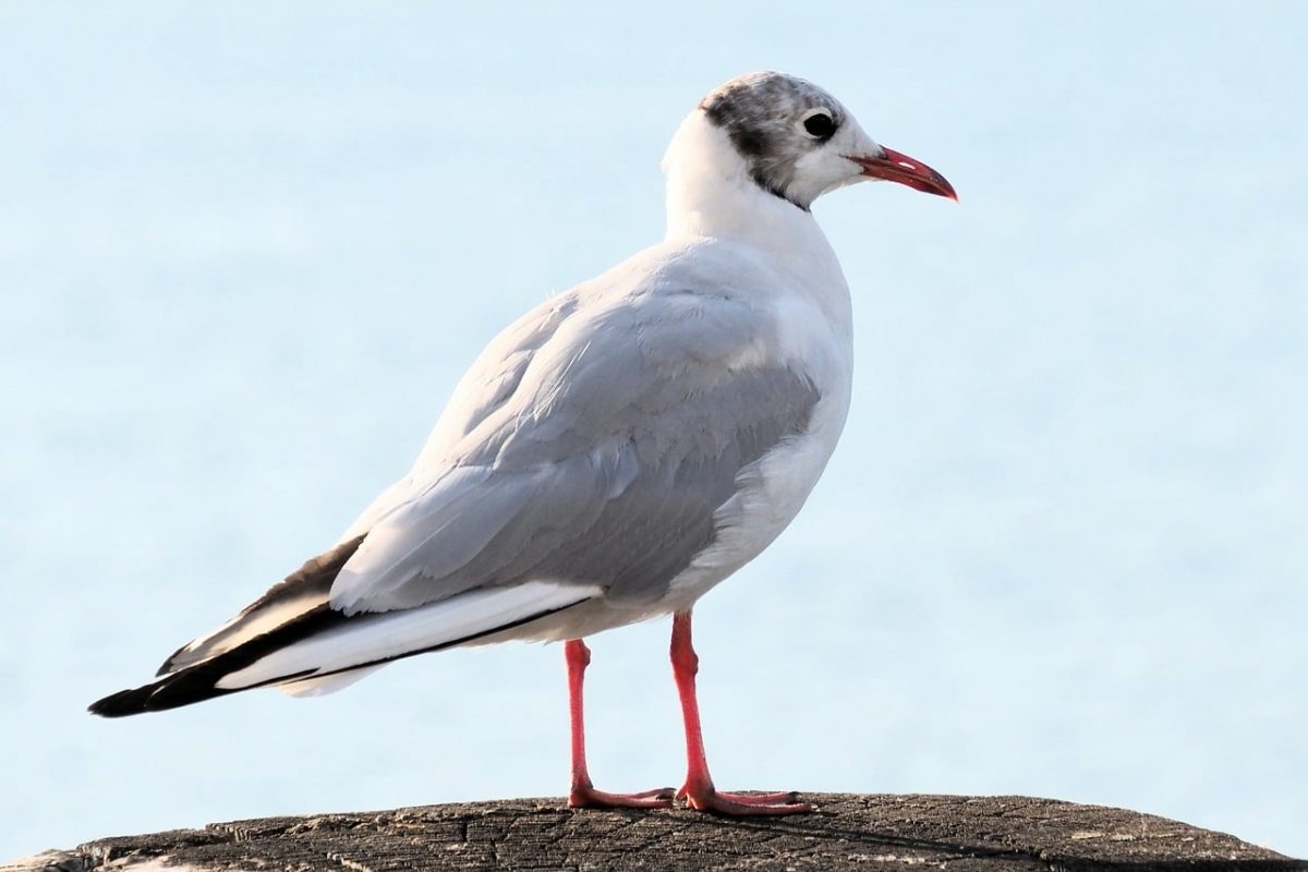 seagull, bird, animal, water, feathers, birdwatching, bright red, seabird, nature, animal wallpaper, observation, blue sky, wildlife, duck, shorebird, black head, autumn, summer, ecology, panorama