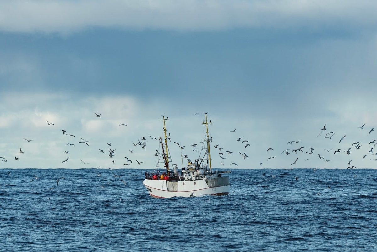 boat, ocean, nature, sea, fishing boat, fishing, ship, flock of birds, birds, deep ocean, distance, blue water, cloud, elements, coordinates, natural scenery, outdoor, horizon, cloudy sky, maritime transport