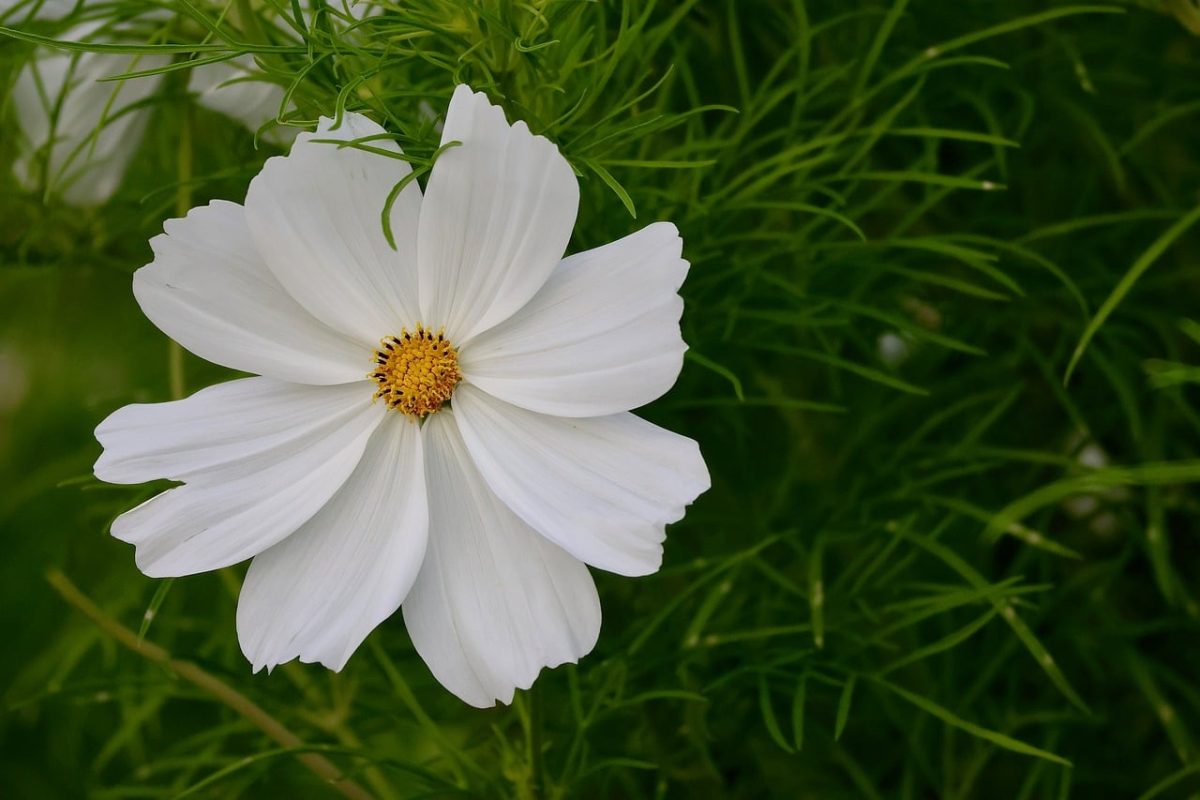 cosmos flower, white flower, petals, plant, green leaves, nature, outdoors, detail, natural beauty, still life, floristry, fragility, simplicity, summer blossom, aesthetics, freshness, contemplation, simple background, seasonal flower