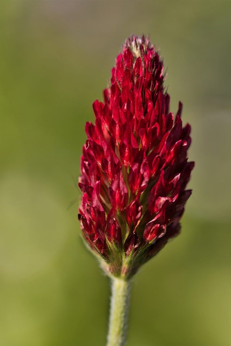 crimson clover, red flower, nature, macro, soft background, botanical, red, purple, wildflower, detail, blurred background, meadow, summer, spring, field, pink blossoms, nature wilderness, flower essence, wild flora, hygge