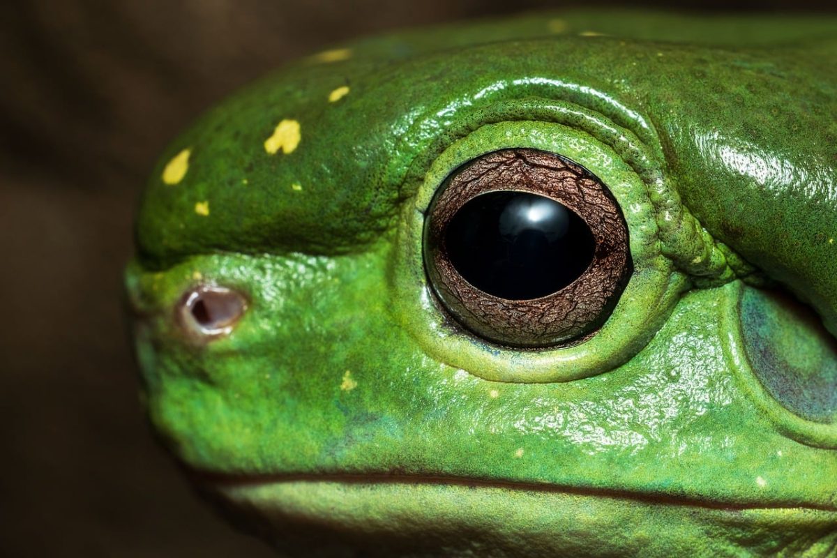 frog, amphibian, green, frog eye, tree frog, magnificent tree frog, australian wildlife, australian frog, detail, texture, proximity, eye, nature, macro photography, close-up, animal eye, biology, prominent eye