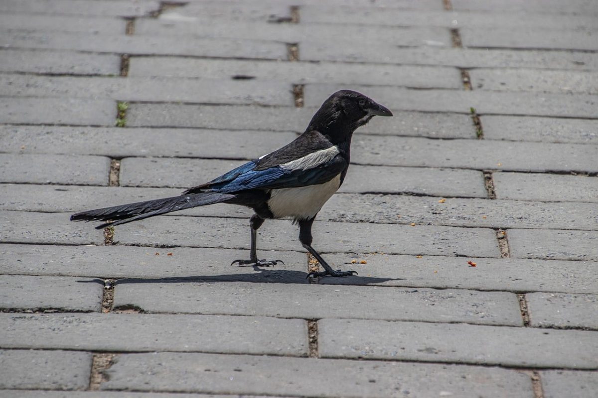 magpie, bird, wildlife, feathers, beak, bird on pavement, event photography, ornithology, birdwatching, walkway, urban environment, on pavement, wild bird, monochrome, natural behavior, free roaming, stroll, fauna