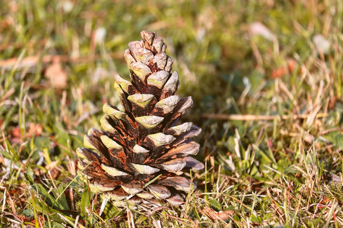 pine cone, grass, nature, detail, autumn, natural, forest, close-up, scales, green, fallen, simple, plain, no people, simplicity, tranquil, eco-friendly, arranged, drying, season