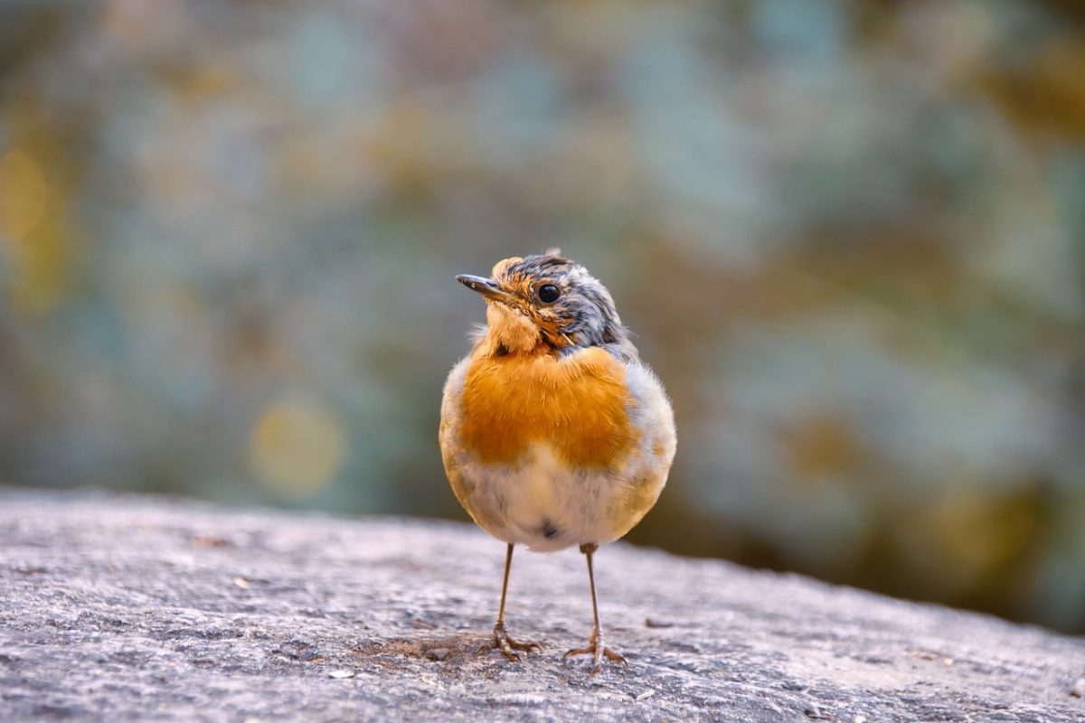 bird, robin, windy day, wilderness, nature observation, songbird, meadow, nature, park, autumn, birdlife, wings, feathers, solitude, rural, wildlife, feather color, climate zone, embodiment of autumn, friendly bird