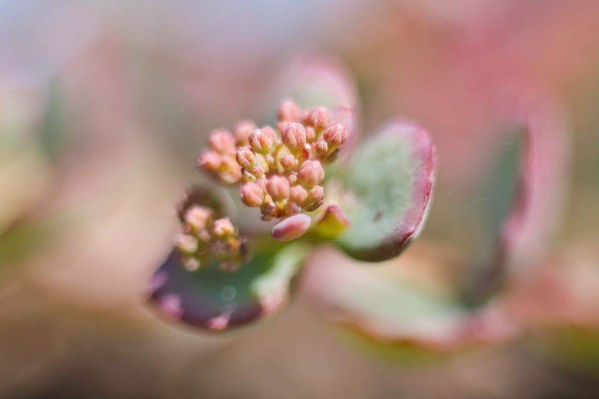succulent, sedum, nature, blossom, detail, pastel, macro, green, pink, background, flora, botany, garden, spring, summer, close-up, small, bud, natural, space